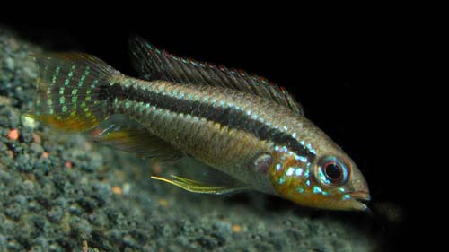 Apistogramma paucisquamis